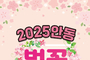 벚꽃도 피고, 내 마음도 피고! 안동시, 2025 안동 벚꽃축제 막바지 준비 박차