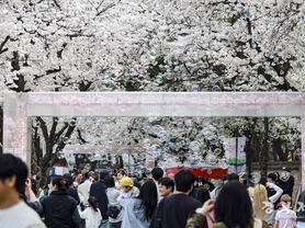 경주 전역 벚꽃 만개… 주말 ‘봄꽃 절정’ 맞았다