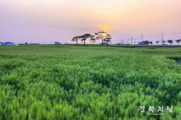호미곶은 지금 유색보리밭 절경…경관 농업으로 관광·경제 모두 잡는다