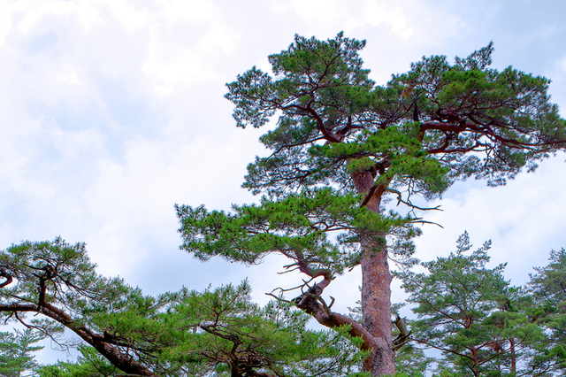 울진금강송 산지농업, FAO 세계중요농업유산 인증서 수여