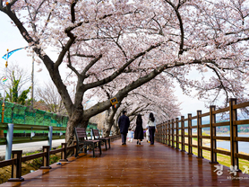울진군 전역에 벚꽃 만개, 손님맞이 준비 끝