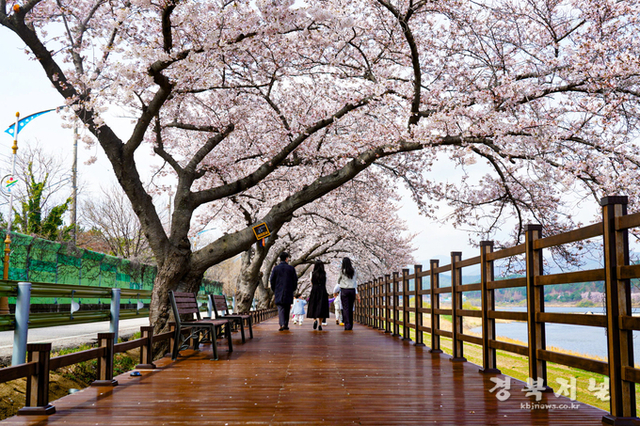 울진군 전역에 벚꽃 만개, 손님맞이 준비 끝
