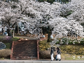 경주 전역 벚꽃 만개… 주말 ‘봄꽃 절정’ 맞았다